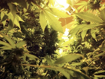 Aloitteessa ehdotetaan rangaistavuuden poistamista mm. kannabiksen käytöltä ja muutaman kasvin kasvattamiselta omaan käyttöön. LEHTIKUVA / HANDOUT / HÄMEEN POLIISILAITOS