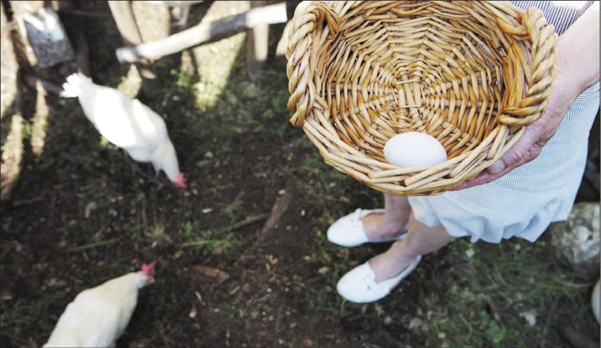 Maanantaina pesästä löytyi vain yksi muna. ”Ehkä aamulla kanatarhaan vierailulle yrittänyt haukka oli säikyttänyt kanat niin, etteivät ne munineet”, Appelberg pohtii. Saara Olkkonen