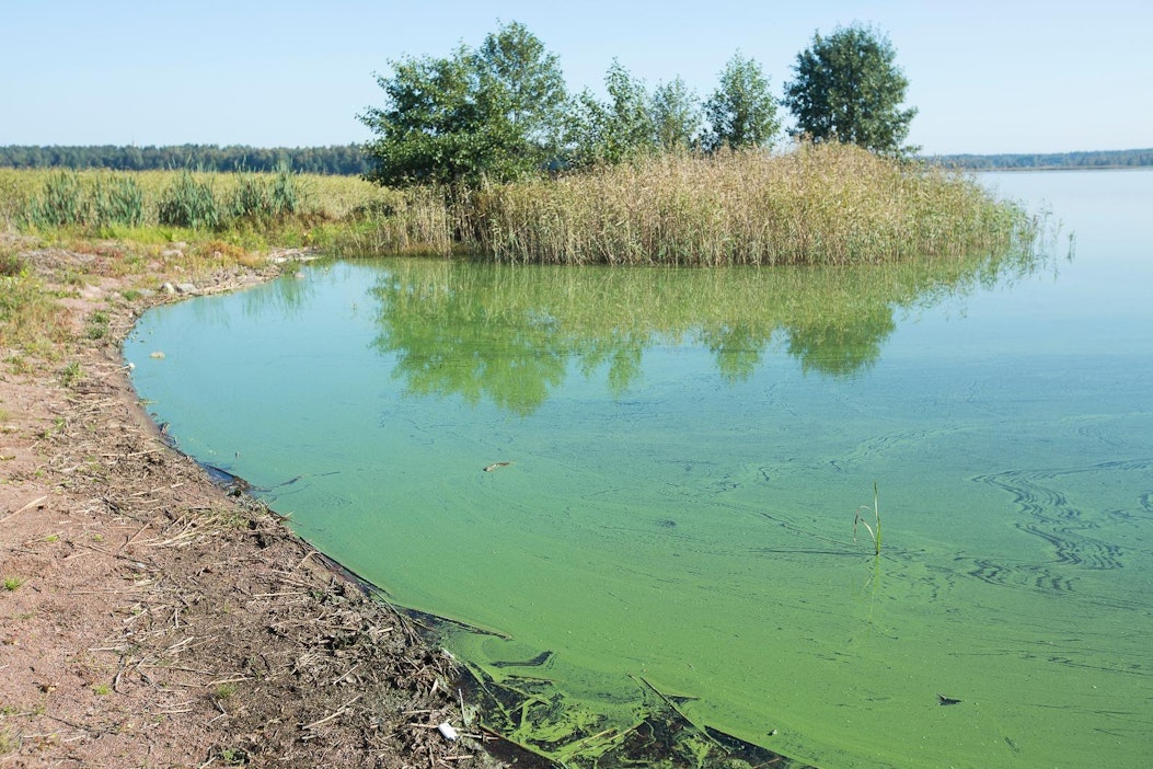 Uimista kannattaa välttää, jos sinilevää on vedessä on silmin havaittavissa.