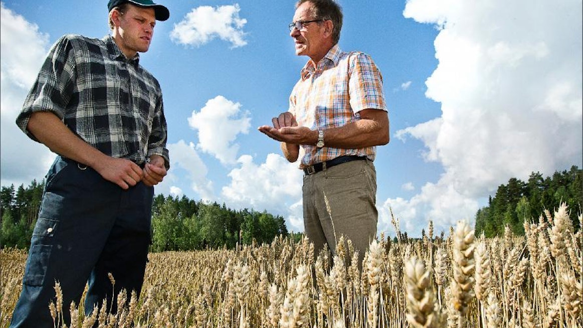 Pertti Hemmilä tutkii vehnäsadon laatua yhdessä poikansa Antin kanssa. Vehnä kasvaa viime vuonna kunnostetulla lohkolla odotettuakin paremmin. Kari Salonen