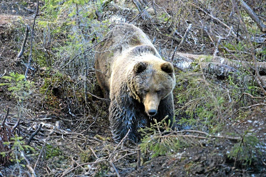 Arolan maatila- ja erälomat. Karhusafari Karhu haaskalla