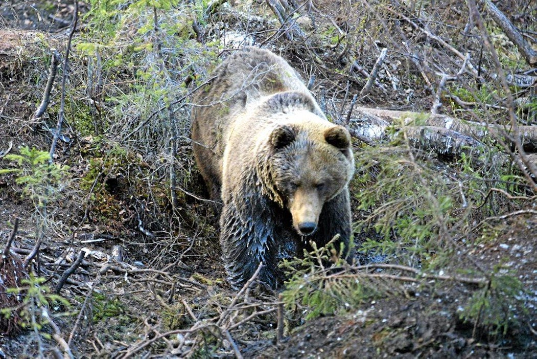 Arolan maatila- ja erälomat. Karhusafari Karhu haaskalla
