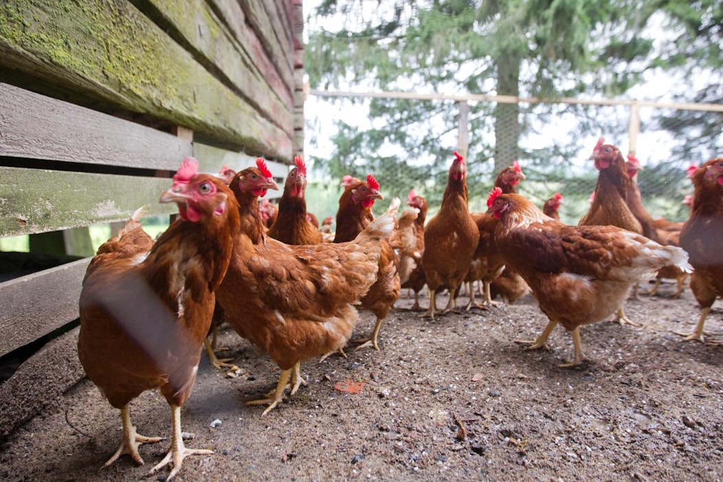 Ulkonapitokielto ei enää aiheuta ulkokananmunille statuksen muutosta.