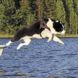 Viitasaarelaisen Kaarlo Muhosen Vekku hyppää veneestä veteen uimaan. Sami Karppinen