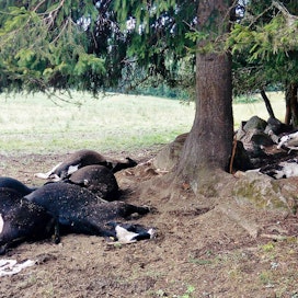 Salama tappoi 13 hiehoa Hämeenkoskella maanantain ja tiistain välisenä yönä.