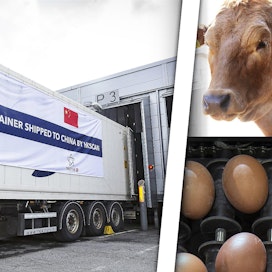 Vienti tukee sianlihan hintaa, mutta ei paljoa. Naudanlihan ja maidon tuotanto vähenevät tänä vuonna. Kananmunien kulutus on kasvanut.