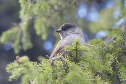 Naiset päättivät neuloa sata villahuivia. Näistä villahuiveista saatavilla tuotoilla on tarkoitus hankkia suojelumetsää kuukkeleita varten.