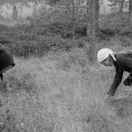 Naiset poimivat karpaloita Karjalankannaksella vuonna 1937.