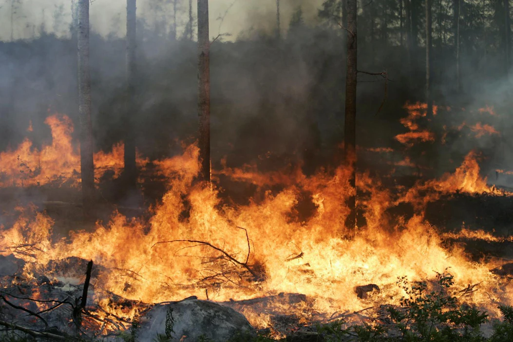 Ilmastonmuutos vaikuttaa suotuisasti metsäpalojen syttymisen ja leviämisen olosuhteisiin.