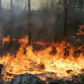 Ilmastonmuutos vaikuttaa suotuisasti metsäpalojen syttymisen ja leviämisen olosuhteisiin.