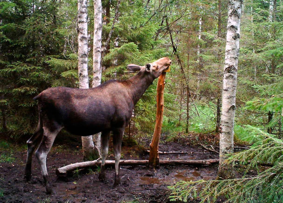 Hirvi riistakamerakuvassa.