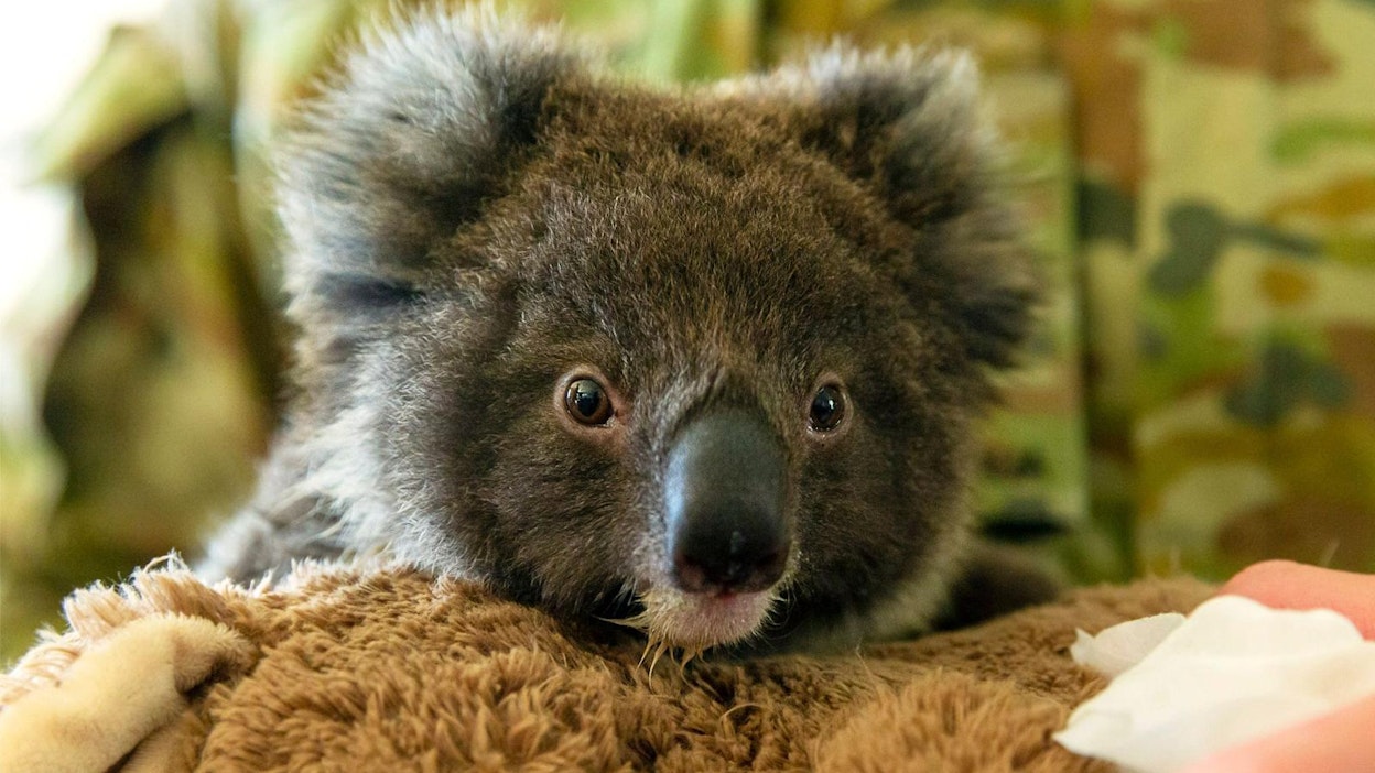 Koalapopulaatio on kärsinyt pahoin Australian paloissa. LEHTIKUVA/AFP