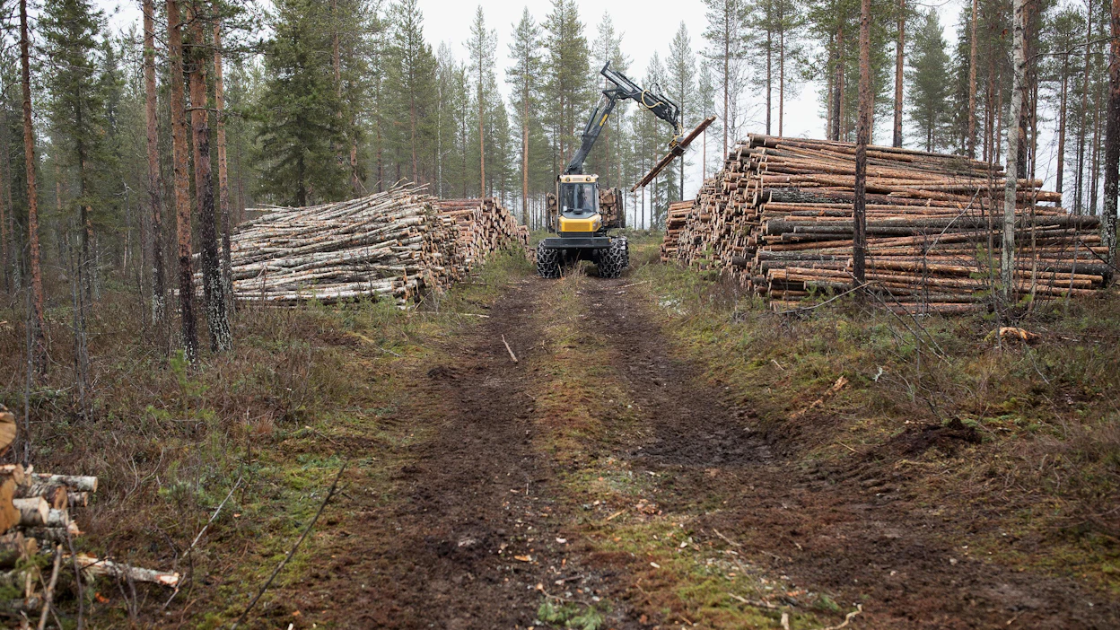 Metsänomistajat ovat poikkeuksellisen kiinnostuneita vielä tämän syystalven puukaupoista.