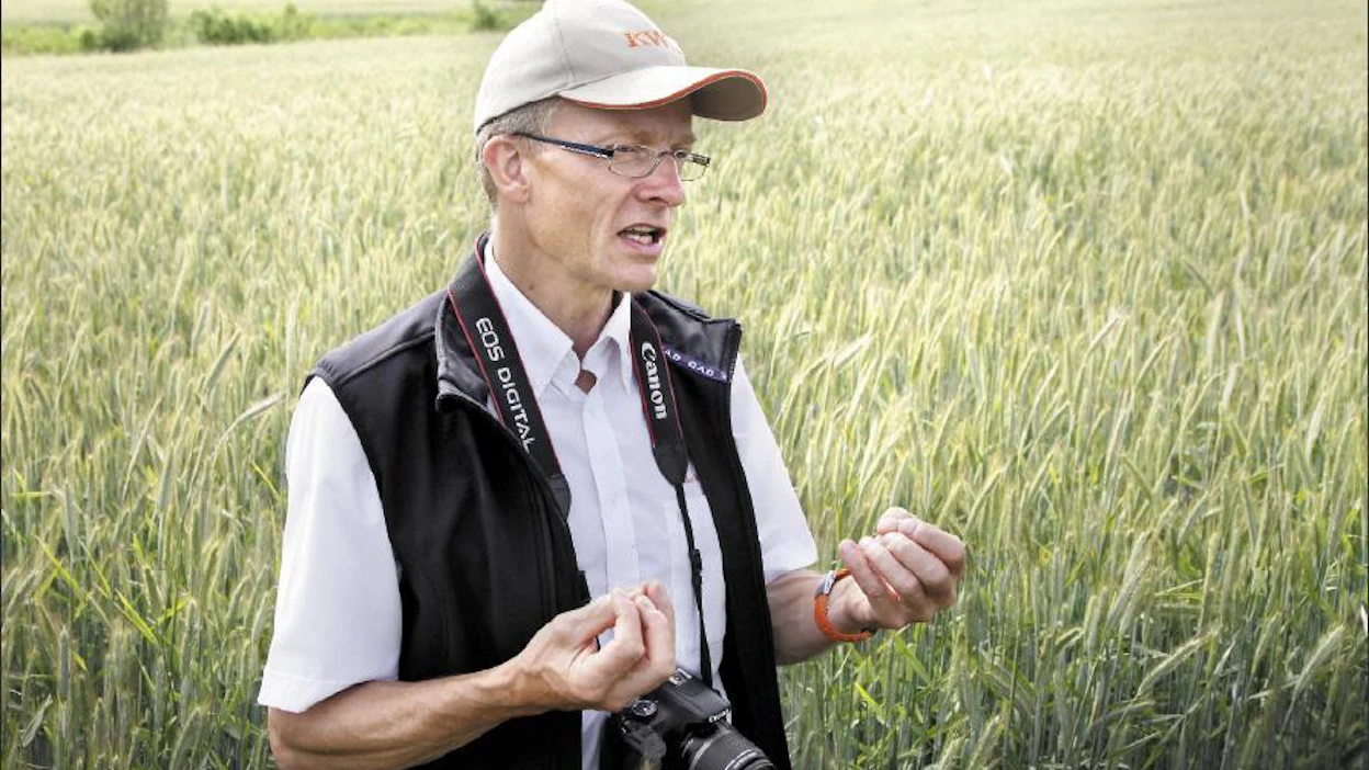 KWS:n Claus Nymandin mukaan hybridiruis menettää osan satopotentiaalistaan, jos se kylvetään liian tiheään. Marita Waenerberg