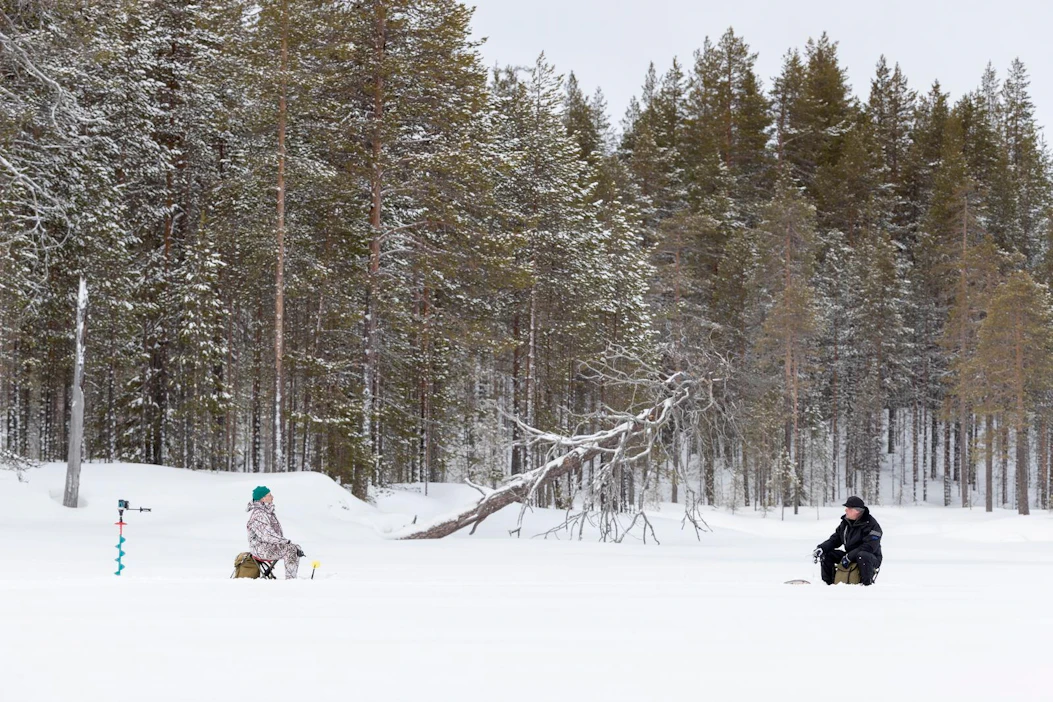 Muista turvaväli! Taivalkosken Isolla Pajuluomalla pilkkimiesten väliin mahtuu kokonainen kelohonka.