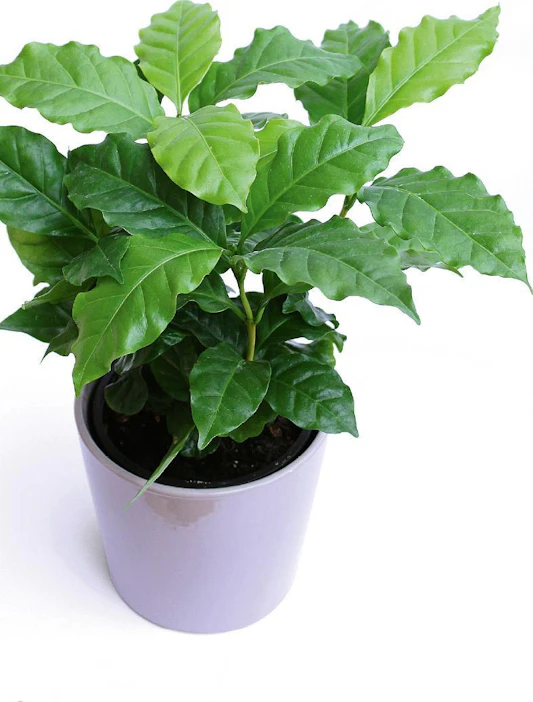 Useimmiten kahvipensaasta puhuttaessa tarkoitetaan arabiankahvia (Coffea arabica), joka on lajeista kuuluisin. Toiseksi viljellyin kahvilaji on 1800-luvulla löydetty kongonkahvi (Coffea robusta).