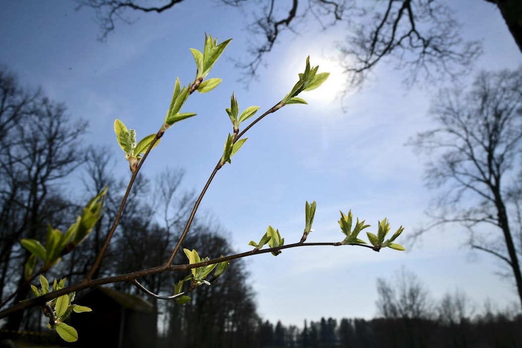Tuomi puski lehtiä ja nuppuja kohti aurinkoa eilen Helsingissä.