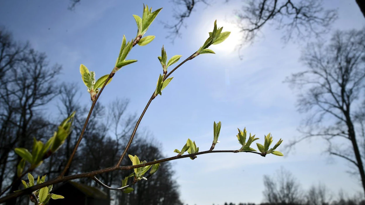 Tuomi puski lehtiä ja nuppuja kohti aurinkoa eilen Helsingissä.