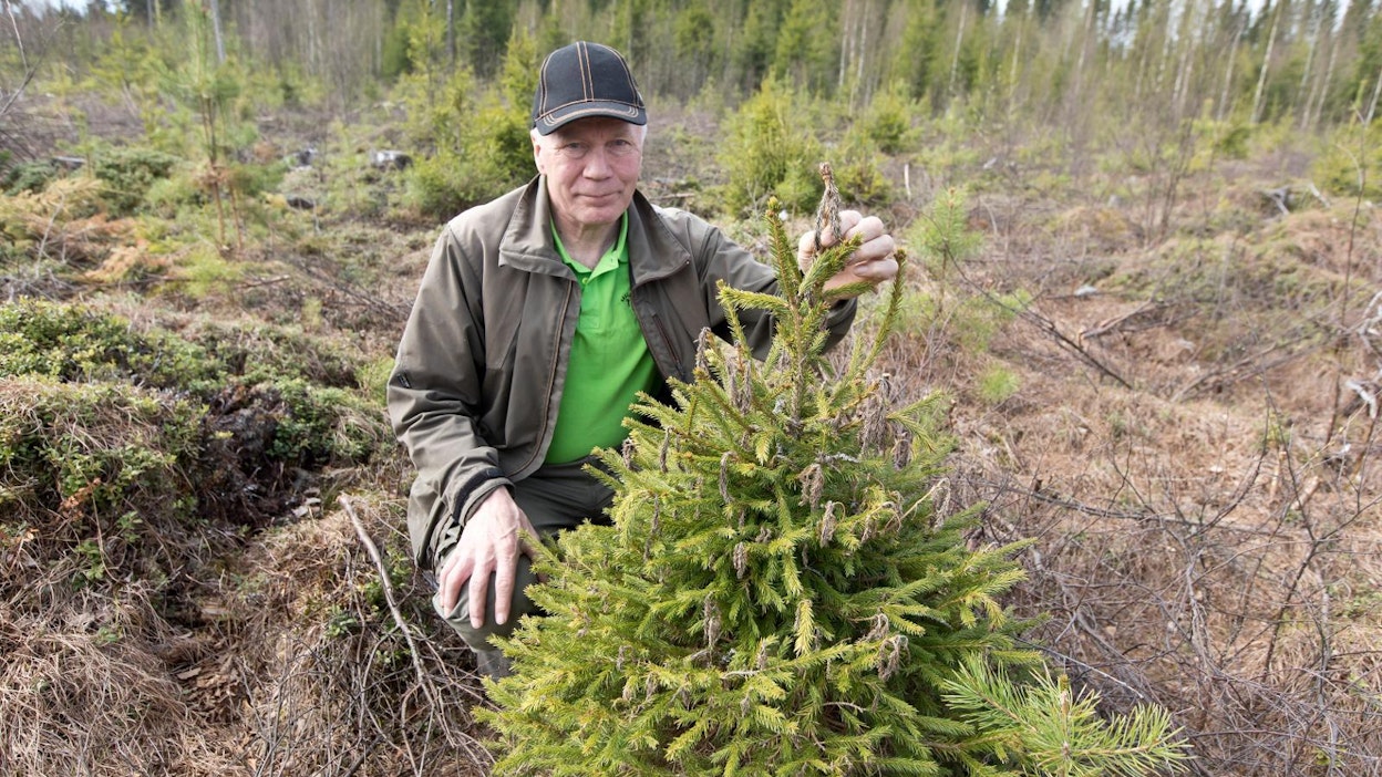 Halla on vienyt tältä taimelta latvan, näytti Pirkanmaan Ikaalisissa metsää omistava metsäneuvoja Matti Äijö viime vuoden toukokuussa.