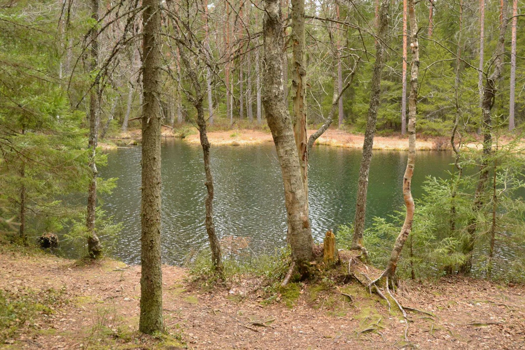 Muun muassa metsien käyttö on ollut kiistakapulana vihreiden ja keskustan välillä.