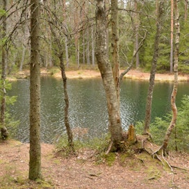 Muun muassa metsien käyttö on ollut kiistakapulana vihreiden ja keskustan välillä.