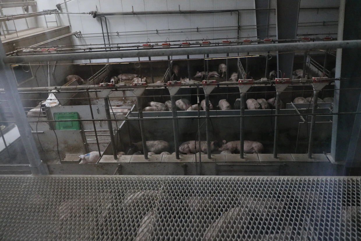 Sikalaan näkee katselutilasta parvelta. Etualalla ruokapaikat, vasemmalla sairaskarsina ja takana oleskelutilaa. Kaikkiin muihin osiin, paitsi sairaskarsinaan, siat pääsevät kulkemaan vapaasti.