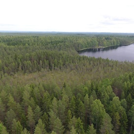 Pohjoismaiset isot metsänomistajat SCA, Stora Enso, Tornator ja Holmen korottivat tuntuvasti metsiensä arvoja viime vuonna.