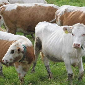 Kotieläintalous on suurin päästölähde maataloudessa.