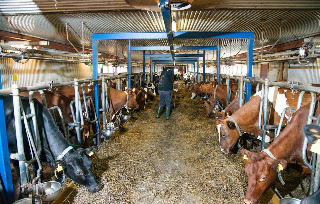 Nykyisen lomituslain mukaan kotieläintuottaja voi saada sijaisapua sairauden aiheuttaman työkyvyttömyyden takia.