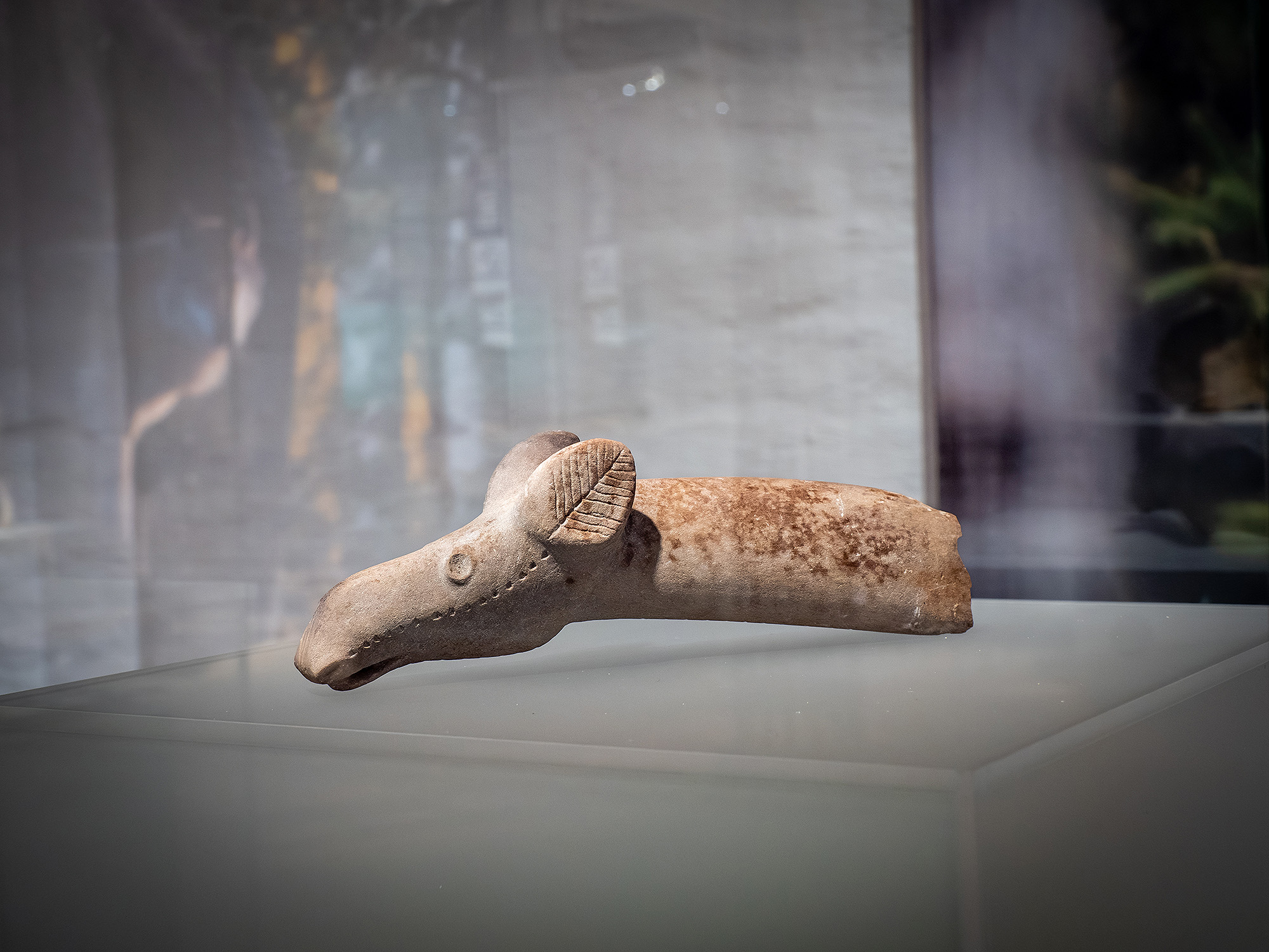  Kuusamon hirvenpää pääsi heti löytymisen jälkeen yleisön nähtäville Hämeen linnaan Metsien kuninkaalliset -näyttelyyn, joka päättyi viime kuussa. 