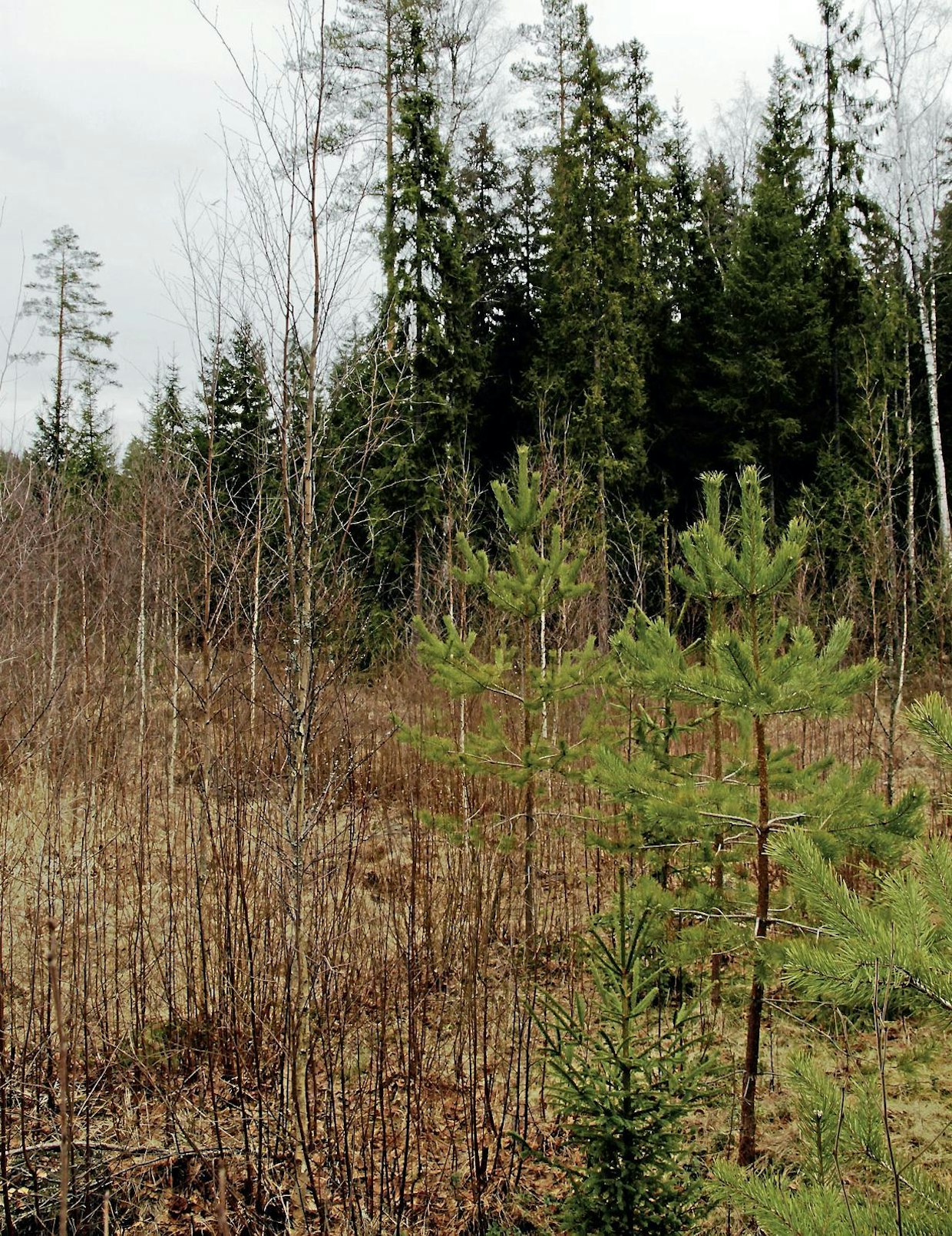 Täydennykseksi jätetyt yksittäiset koivut ovat lähteneet hurjaan kasvuun ja ovat jo reilusti yli kaksi kertaa havupuita suurempia. Niiden jättämisessä on omat hankaluutensa, sillä ensiharvennukseenmennessä ne ovat todennäköisesti oksaisia ja suuren tilan valtaavia.