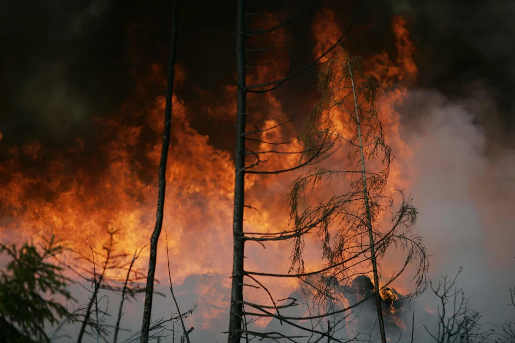 Palojen uskotaan saaneen alkunsa, kun maanomistajat ovat sytyttäneet metsäänsä saadakseen maan muuhun käyttöön. ARKISTOKUVA.
