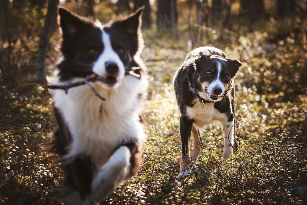 Taina Hakkarainen miettii mielipidekirjoituksessaan sopivan koiran hankintaa.