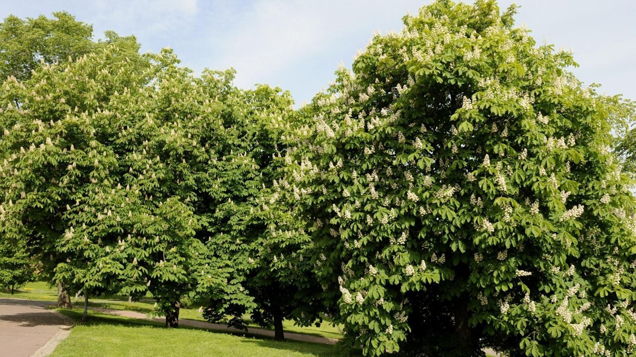 Uhanalaisten lajien listalla on muun muassa hevoskastanja. LEHTIKUVA / RONI REKOMAA