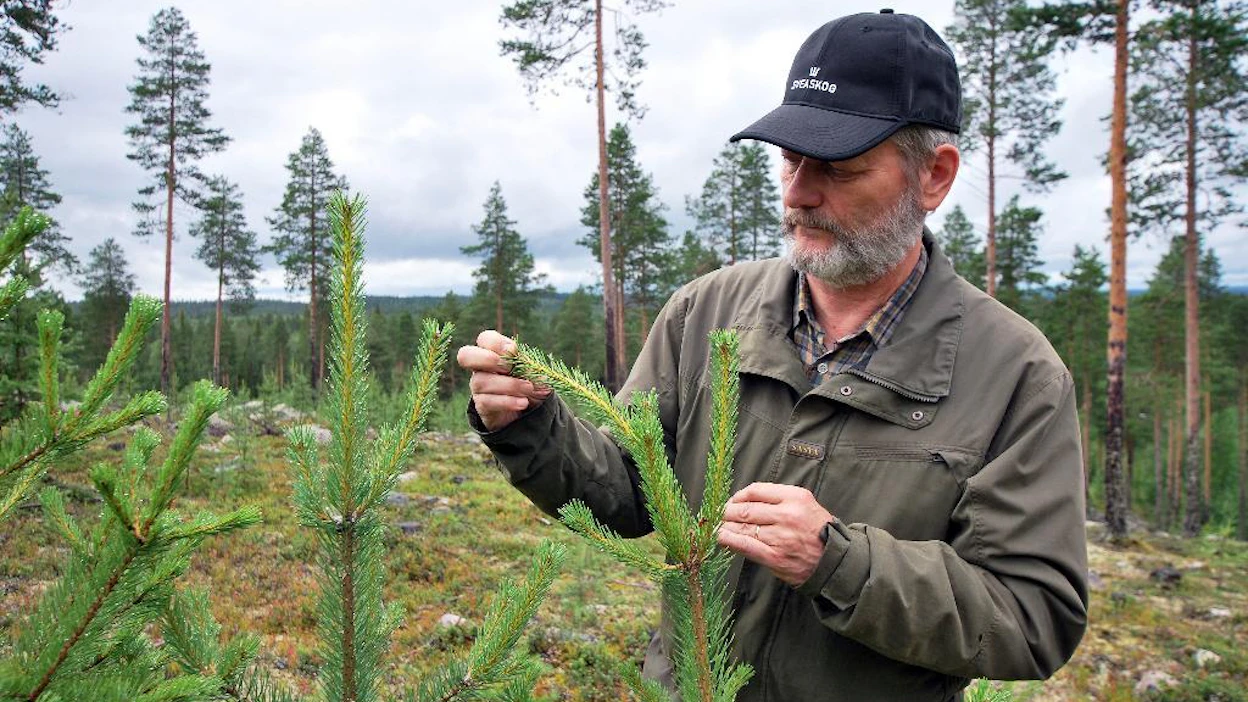 Luonnonvarakeskuksen erikoistutkija Risto Jalkanen kertoo männyn pituuskasvun jääneen Lapissa jopa alle puoleen.