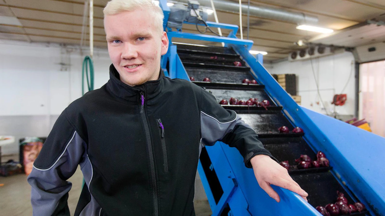 Vihannestila Känkäsillä pakattiin maanantaina punajuurta. Punajuuri on selvinnyt viileästä kesästä porkkanaa paremmin, pian tilan isännyyden saava Esamatti Känkänen kertoo.