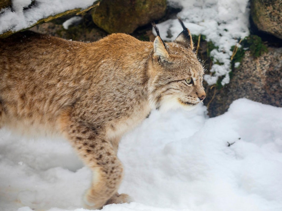 Päättyneellä metsästyskaudella kaadettiin 291 ilvestä.