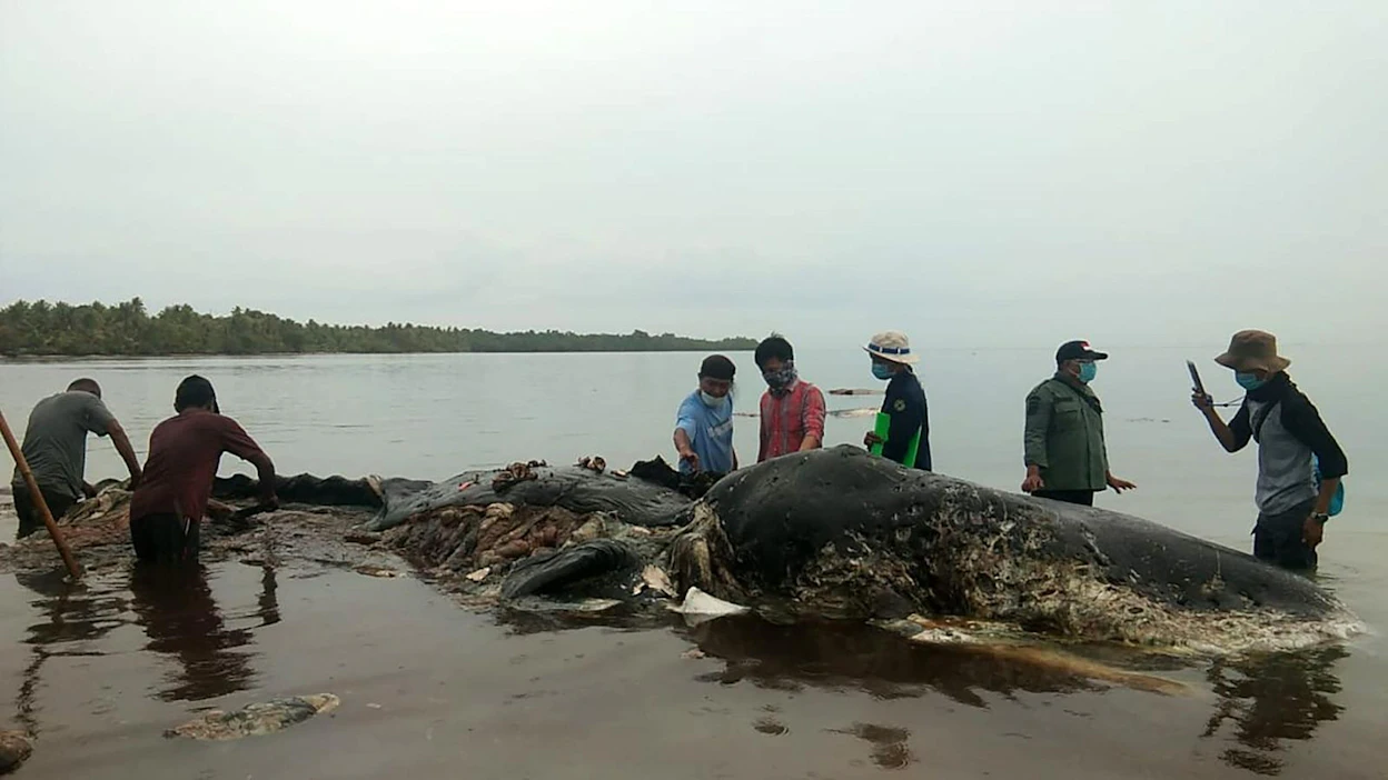 Liki 10-metrinen valas löytyi kuolleena rantavedestä Sulawesin saarella.