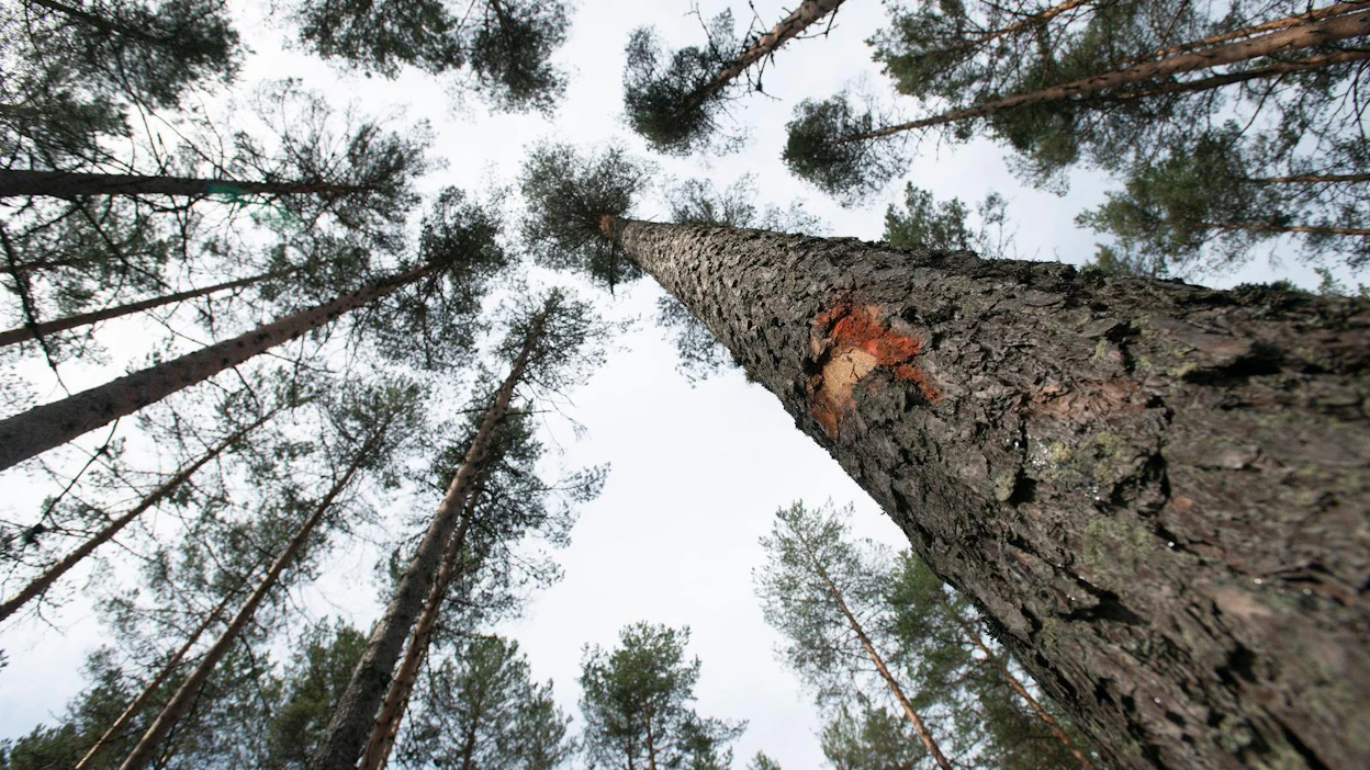 ”Ette uskokaan, miten monenlaista kulkijaa olemme ehtineet varttumisemme aikana kohdata. Kaikkein kummallisin tapaus sattui jokunen vuosi sitten, kun luoksemme saapuivat nainen ja mies”, sanailevat männyt tekstissä.