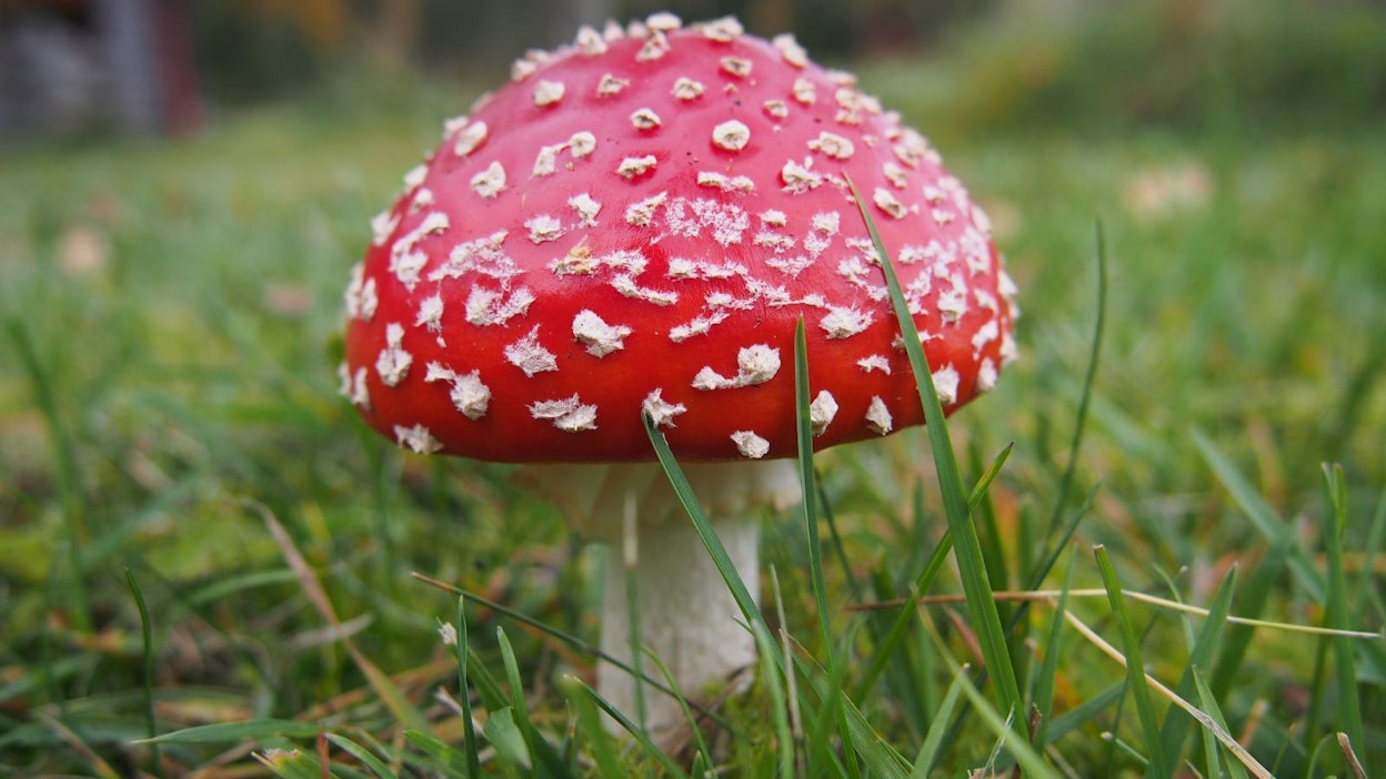 Esimerkiksi punakärpässieni on myrkyllinen.