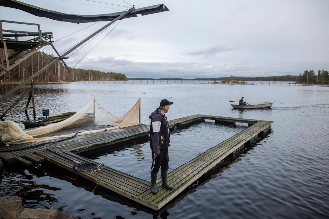 Puumalan Lohen kirjolohet kasvatetaan Saimaaseen rajatulla alueella. Yrittäjä Timo Hagman näkee, että kotimaiselle kalantuotannolle on selkeä tarve, mutta on hyvä, että kasvatuslupia säännellään. Taustalla kaloja ruokkimasta tulossa Jyrki Virtanen.