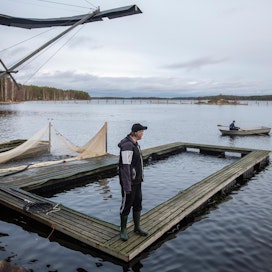 Puumalan Lohen kirjolohet kasvatetaan Saimaaseen rajatulla alueella. Yrittäjä Timo Hagman näkee, että kotimaiselle kalantuotannolle on selkeä tarve, mutta on hyvä, että kasvatuslupia säännellään. Taustalla kaloja ruokkimasta tulossa Jyrki Virtanen.