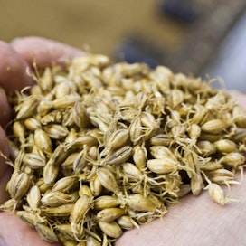 Mallastus alkaa siemenen idättämisellä. Golden Malt aikoo keskittyä myös muiden kasvien kuin mallasohran siementen idättämiseen ja valmistaa niistä ingredienttejä elintarviketeollisuuden käyttöön.