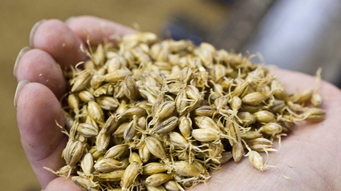 Mallastus alkaa siemenen idättämisellä. Golden Malt aikoo keskittyä myös muiden kasvien kuin mallasohran siementen idättämiseen ja valmistaa niistä ingredienttejä elintarviketeollisuuden käyttöön.