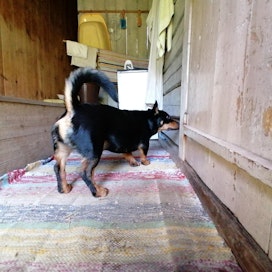 Hitti-koira etsii rottia rakennuksen uumenista. Sisätiloissa työskentelevän koiran kannattaa olla niin pieni, että se mahtuu liikkumaan ja kääntymään ketterästi