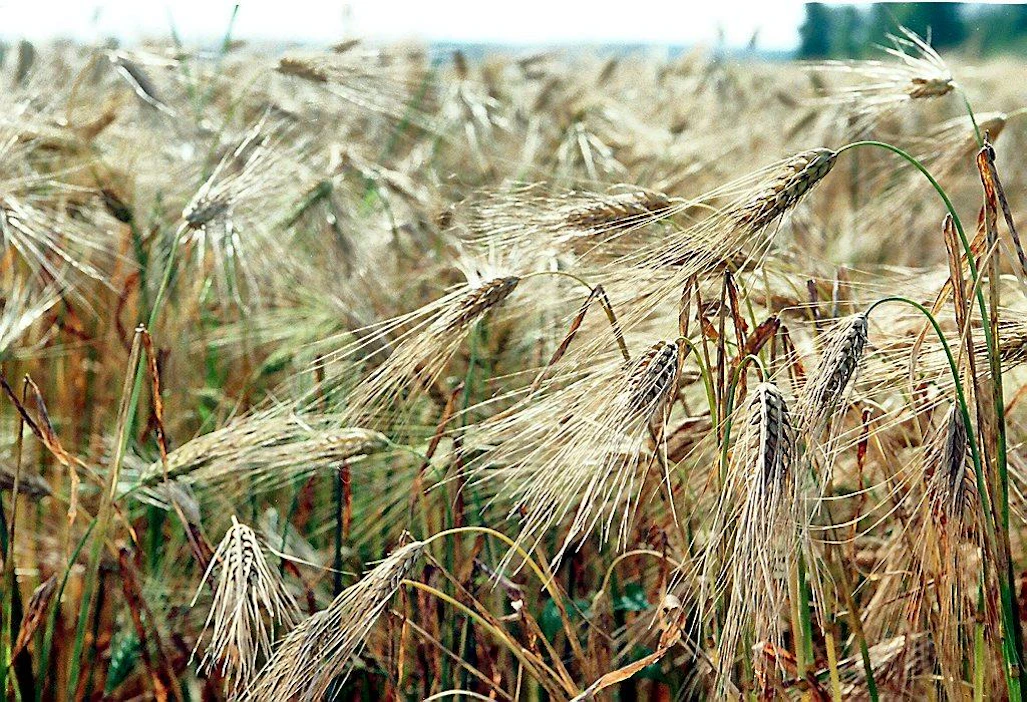 Tuleentuva ohrapelto monitahoinen ohra