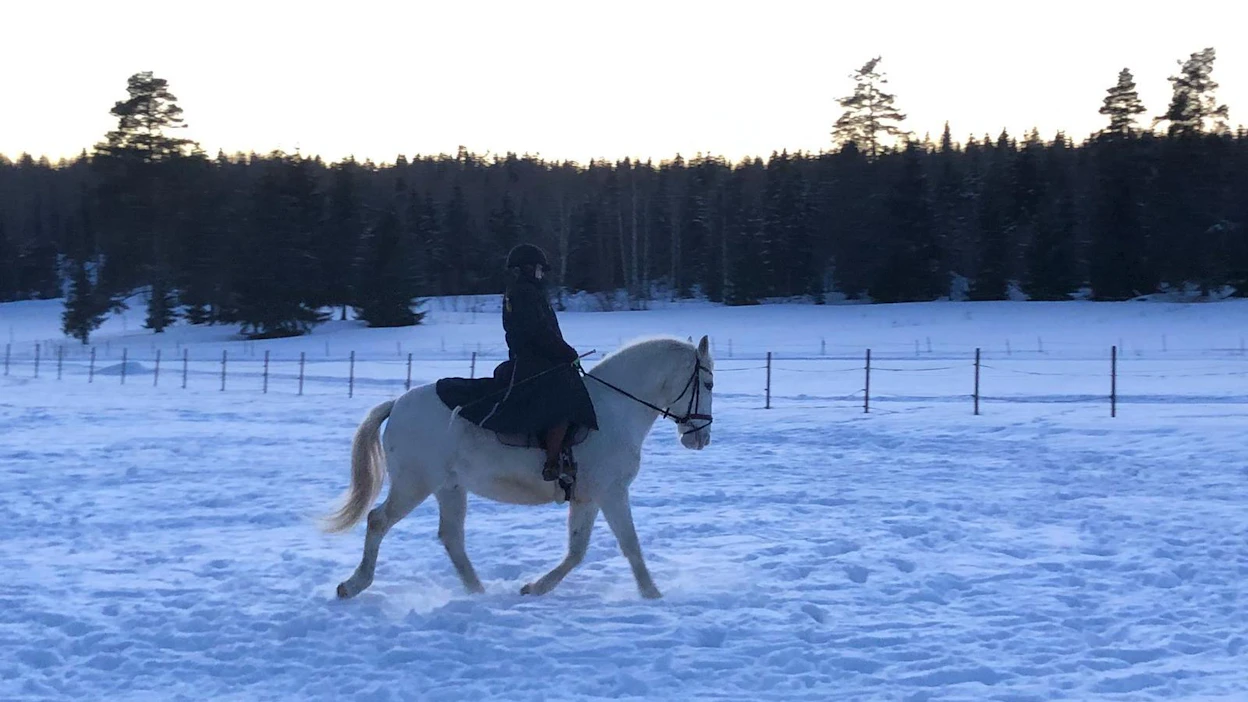 Lipizzaruuna Paavo on ollut Saara Pajuniemen elämässä viisivuotiaasta lähtien. ”Ikinä minun ei pitänyt valkoista hevosta ostaa”, Pajuniemi nauraa.