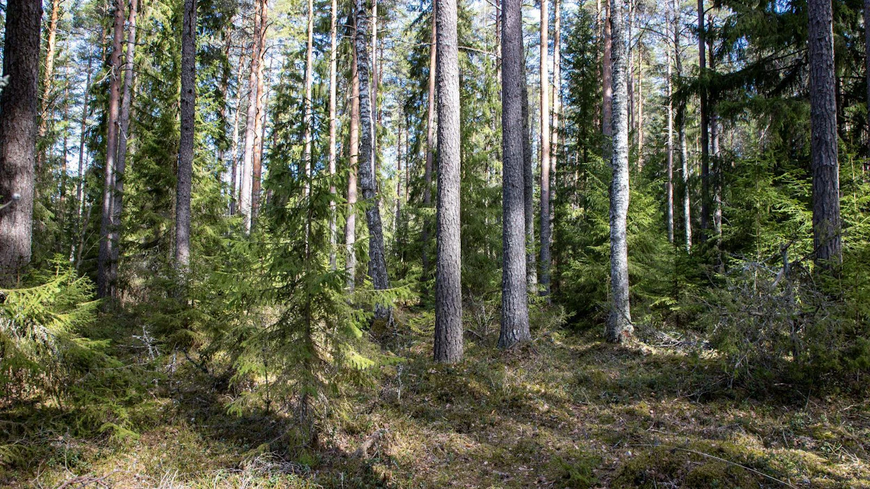"HCV-karttoja käytetään joka päivä metsiä koskevaan päätöksentekoon ja metsän arvon määritykseen, vaikka näin ei FSC:n pelikirjan mukaa pitäisi olla."