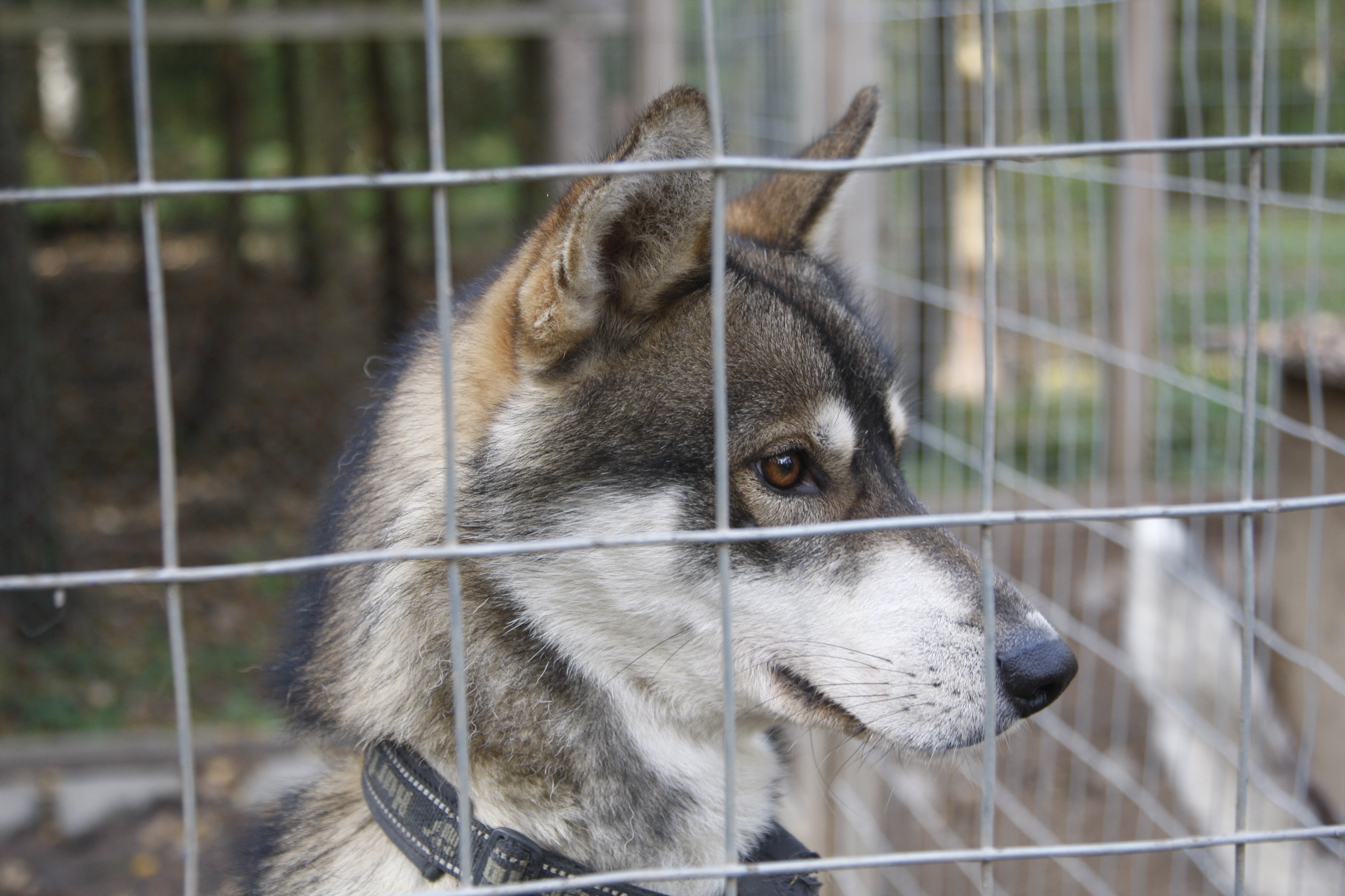 Löytöeläintalot eivät toistaiseksi ole saaneet ohjeistusta, miten koirarekisterin tietoihin pääsee käsiksi.