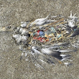 Albatrossi on kuollut nieltyään liikaa muovia Tyynenmeren jätepyörteellä. Meri hädässä -näyttelyn kuvitusta. Chris Jordan